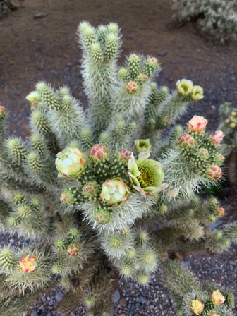 May 1 - Teddy Bear Cholla blooming. May 1 - Teddy Bear Cholla blooming.